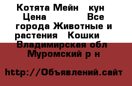 Котята Мейн - кун › Цена ­ 19 000 - Все города Животные и растения » Кошки   . Владимирская обл.,Муромский р-н